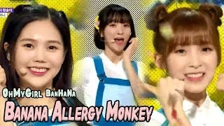 [HOT] OH MY GIRL BANHANA - Banana allergy monkey, 오마이걸 반하나 - 바나나 알러지 원숭이 Show Music core 20180407